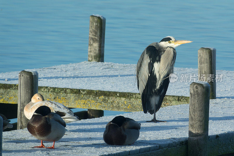 冬晨阳光下，码头上的苍鹭和野鸭