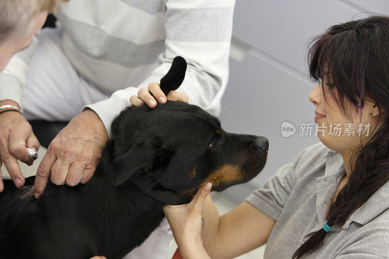 兽医罗威纳犬