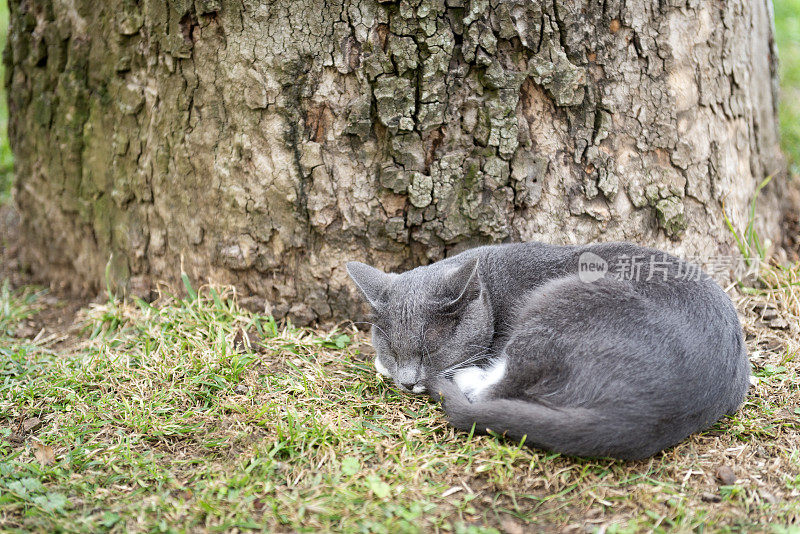 伊斯坦布尔的自由猫-深灰色的睡眠