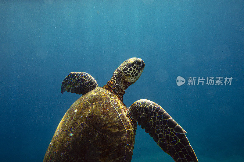 海龟浮上水面。