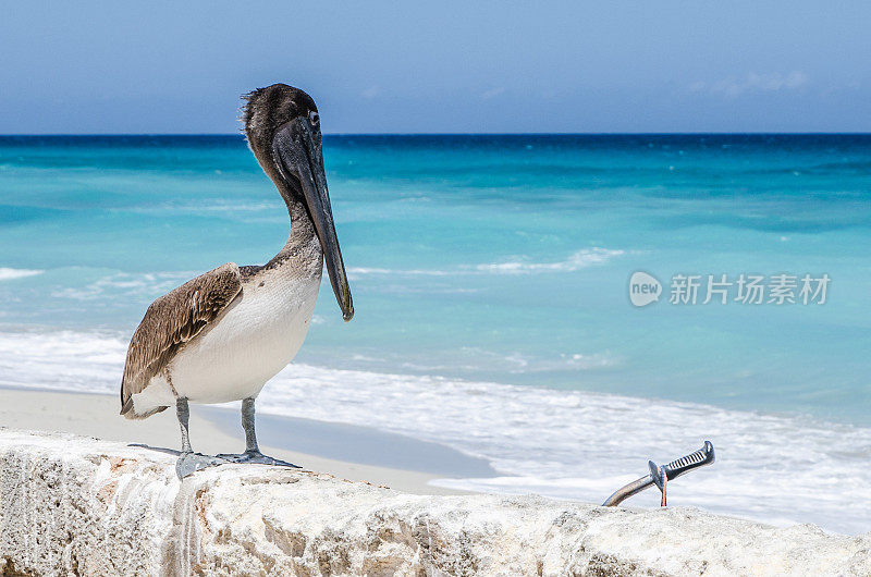 海滩附近有一只鹈鹕