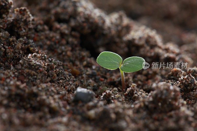 小春芽在土壤中生长