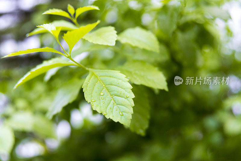 带雨滴的叶子