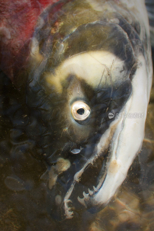 死红鲑鱼，产卵后