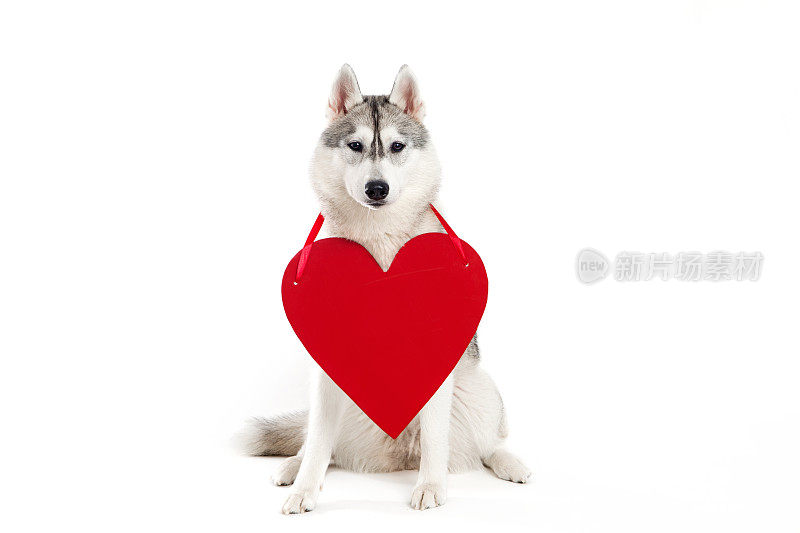 哈士奇犬和心形的象征
