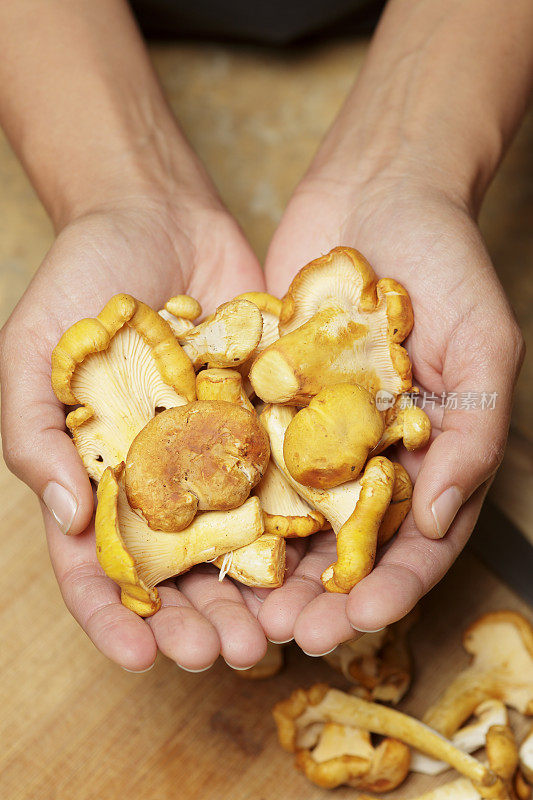 鸡油菌