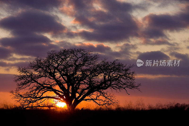 冬季日落背后的一棵巨大的橡树与Cloudscape