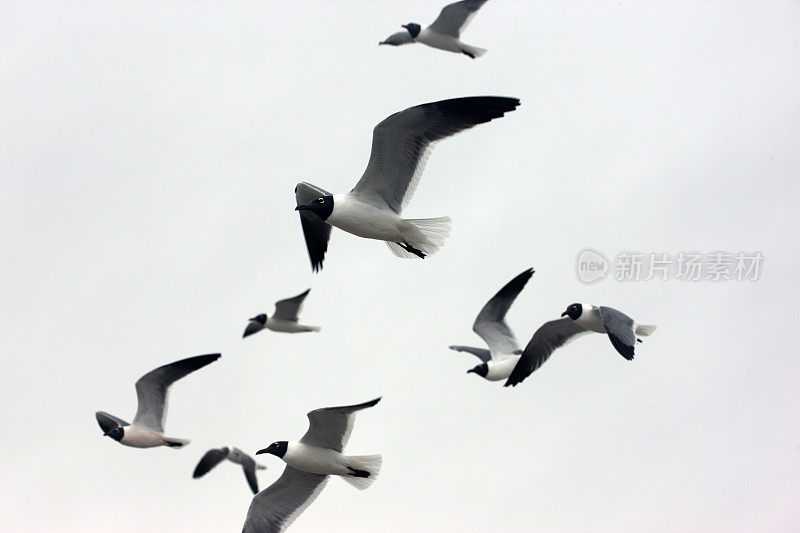 在春雨的天空中