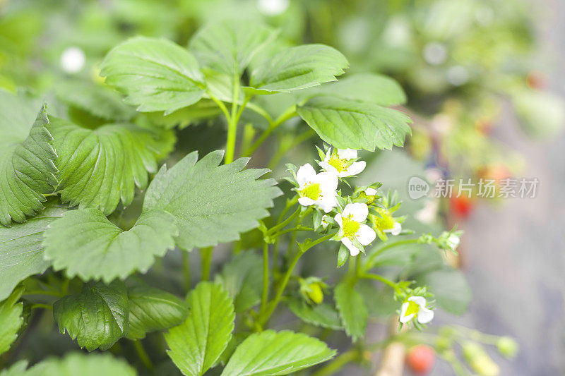 田间草莓植株