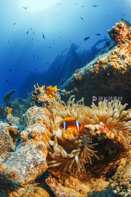 海洋生物珊瑚和海葵小丑鱼沉船潜水