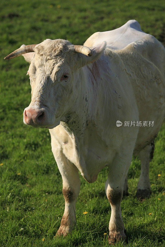 夏洛来奶牛站在草地上