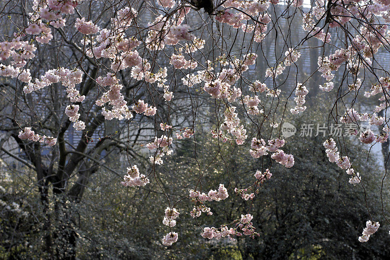 粉红色的樱花球垂下来