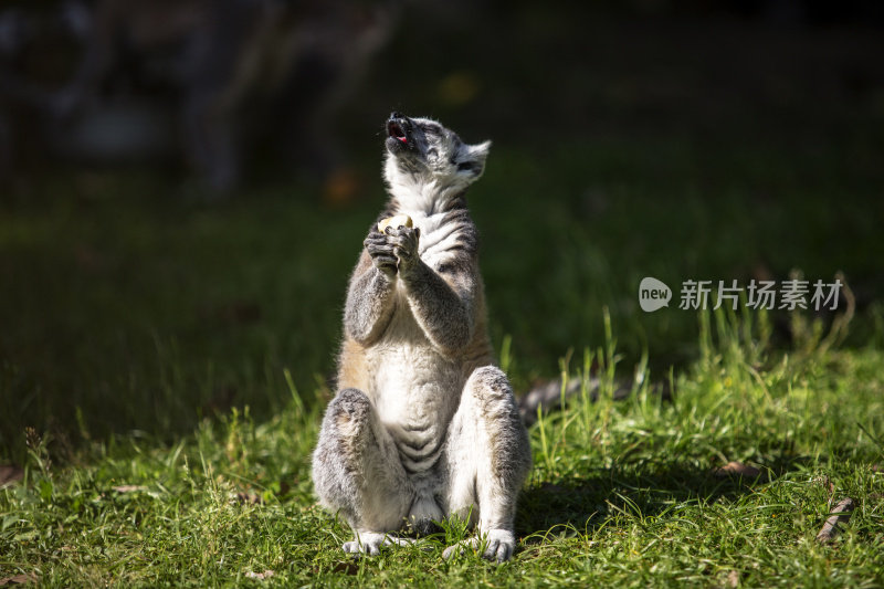 草原上的环尾狐猴