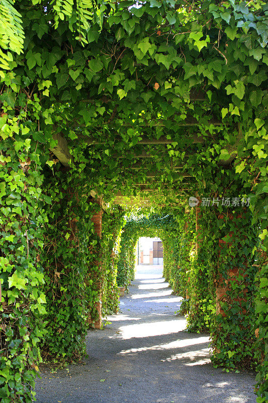 植物隧道