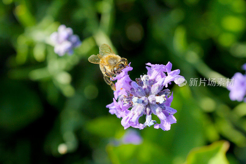 蜜蜂在薰衣草花上