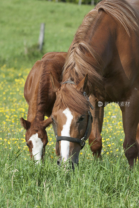 在春天的毛茛地里吃草的马，母马和小马驹
