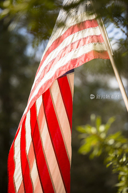 美国国旗在微风中飘扬。松树前景。阳光明媚的一天。