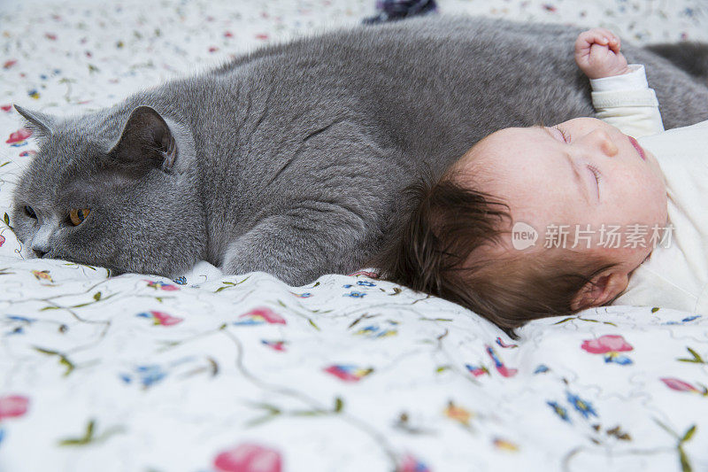 英国短毛猫和可爱的新生女婴在床上