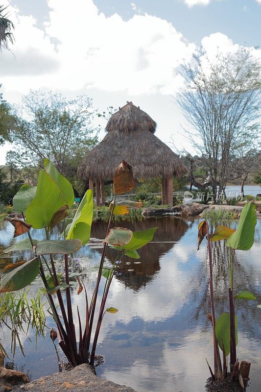 热带花园中的池塘。