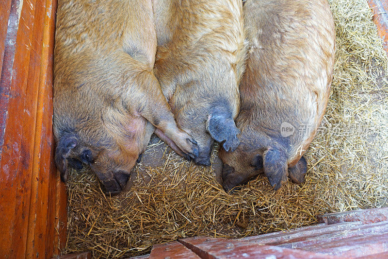 笼子里的Mangalica猪