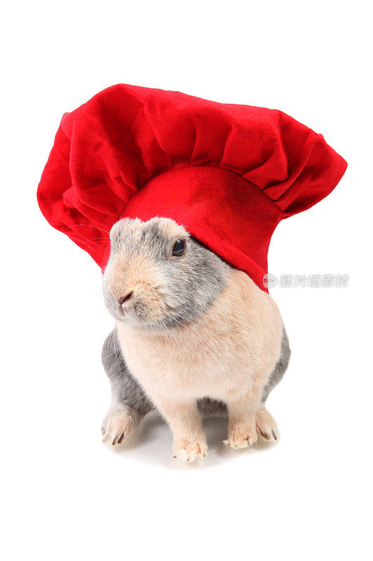戴红色厨师帽的兔子