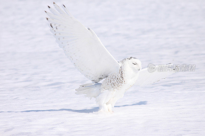 雪鸮