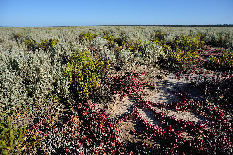 仙人掌，盐湖沙漠，澳大利亚内陆
