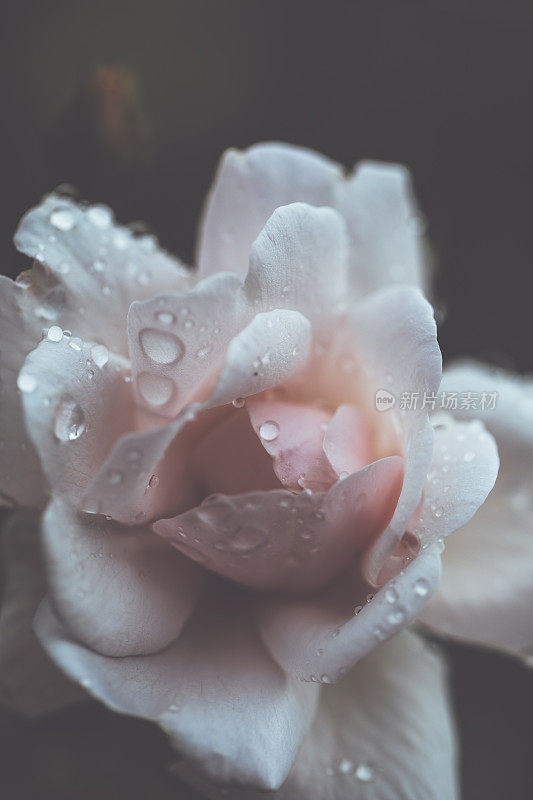 雨后的夏日，花园欣欣向荣