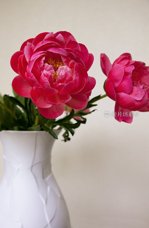 白色花瓶里插着粉红色的春日牡丹
