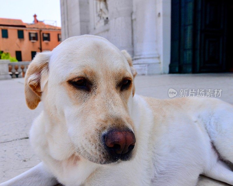 意大利威尼斯的拉布拉多寻回犬