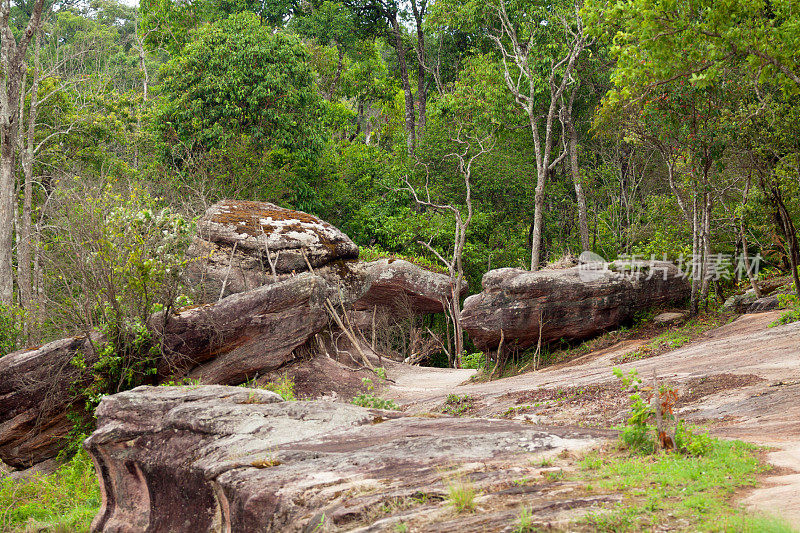 岩石和热带雨林