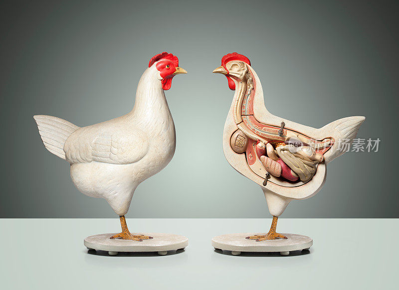 鸡解剖模型