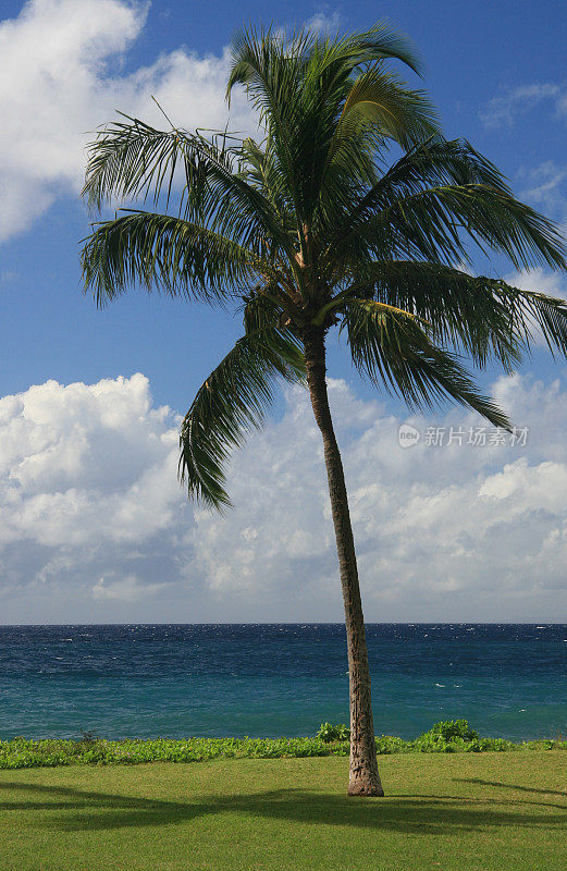 毛伊岛的一棵棕榈树
