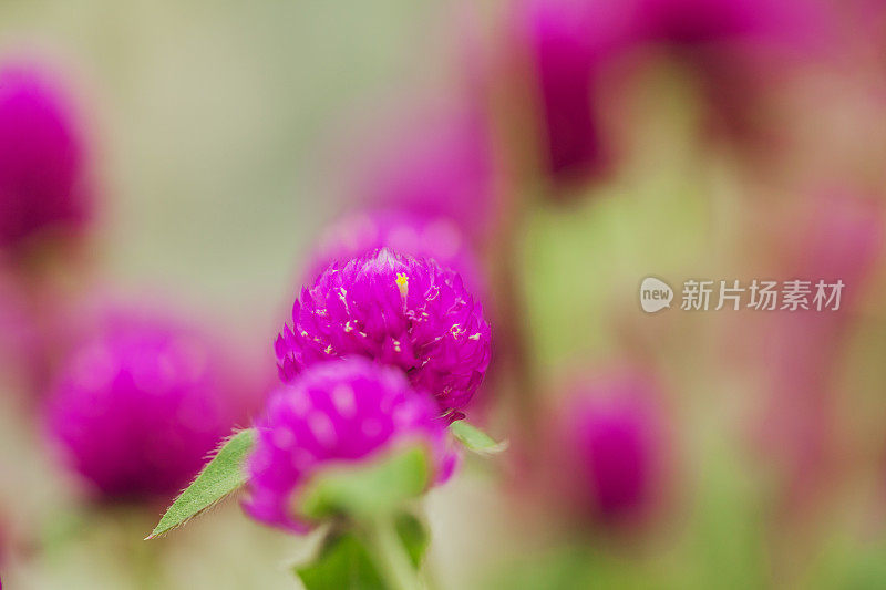 花浸-紫色的花闭合;选择聚焦;浅景深