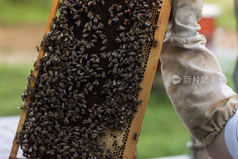 养蜂人拿着一个蜂巢框架