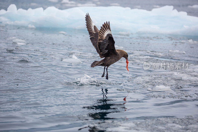 南极洲:洛克罗伊港的南极贼鸥