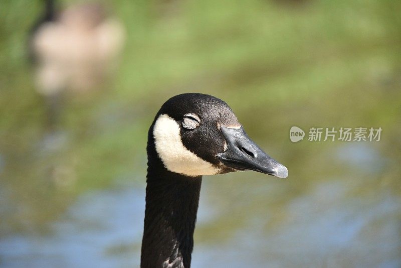 睡觉的加拿大鹅