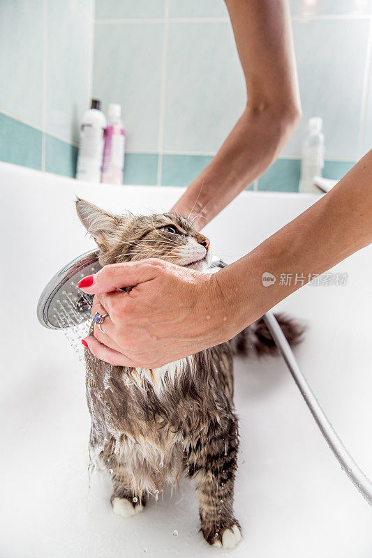 可爱的西伯利亚猫喜欢在浴缸洗澡