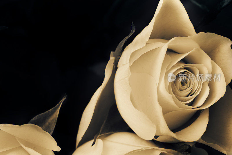 建议白玫瑰。悲伤的玫瑰花。