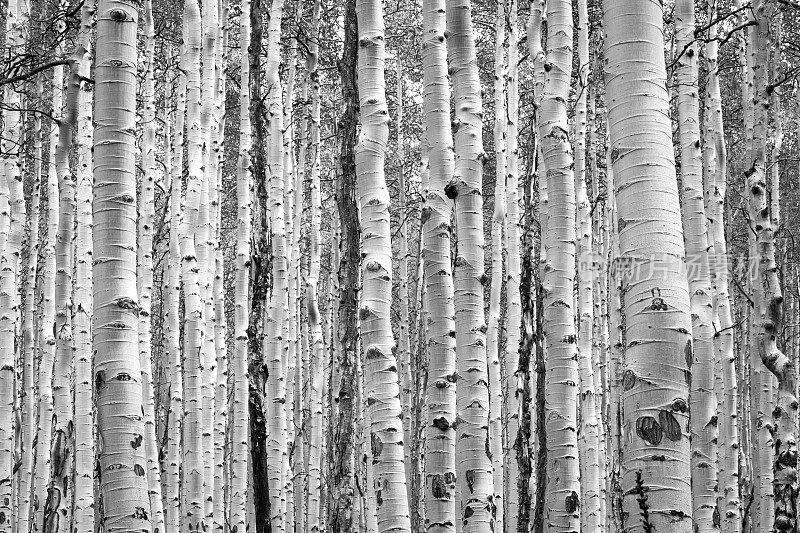 在科罗拉多森林中，黑白白杨树构成了自然的背景纹理图案