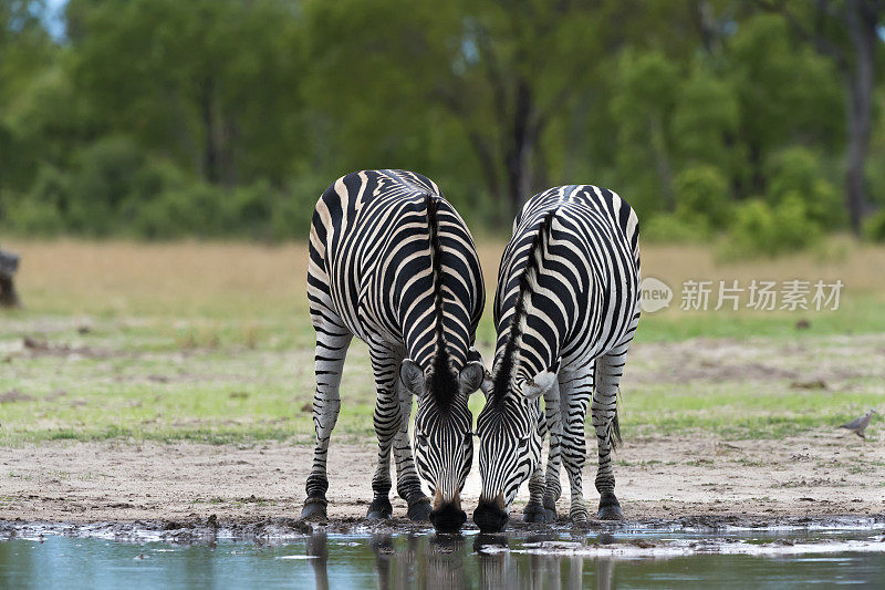 津巴布韦万基国家公园，在水坑里喝水的斑马