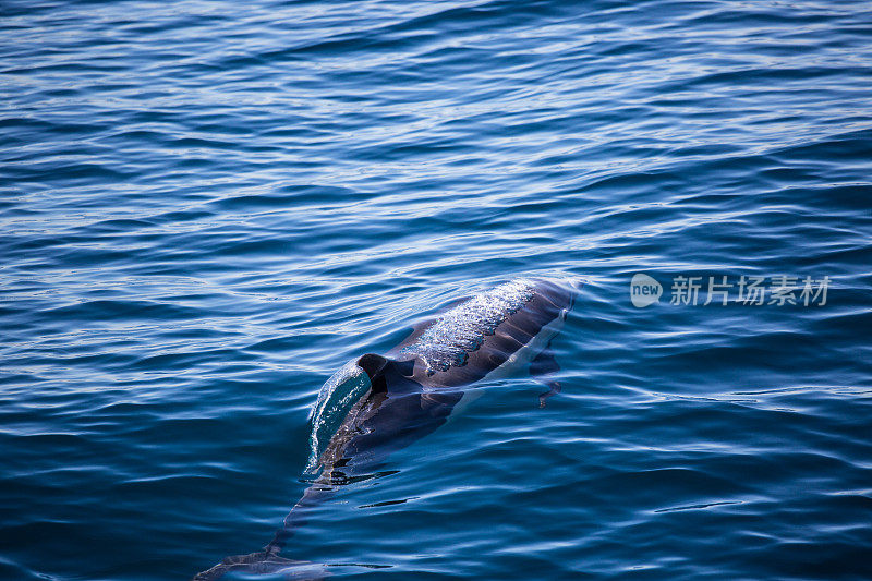 海豚在水里玩耍