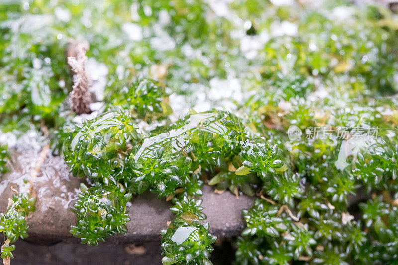 冻雨后盆栽肉质植物