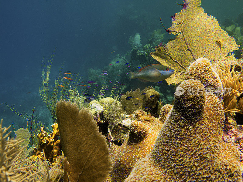 深蓝色的海水中有鹦鹉鱼和不同种类的珊瑚