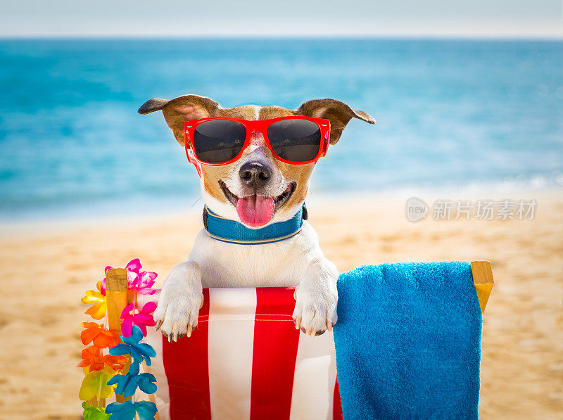 狗在沙滩椅上放松