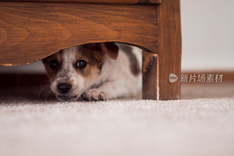 小狗躲在橱柜下面