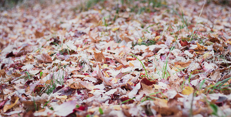 秋天，地上的枯叶