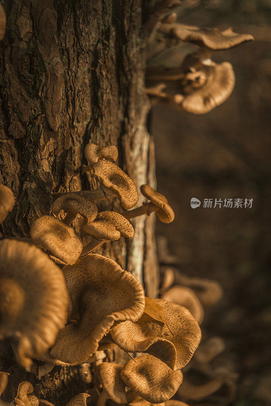 美丽的秋日里，森林里的蘑菇