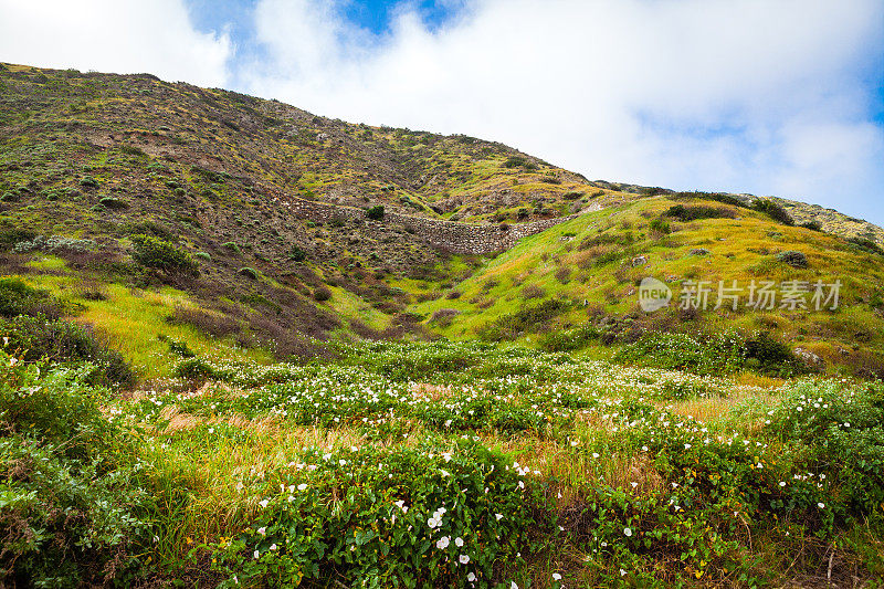 山坡，春天神圣的曼陀罗开花，圣克鲁斯岛，加利福尼亚