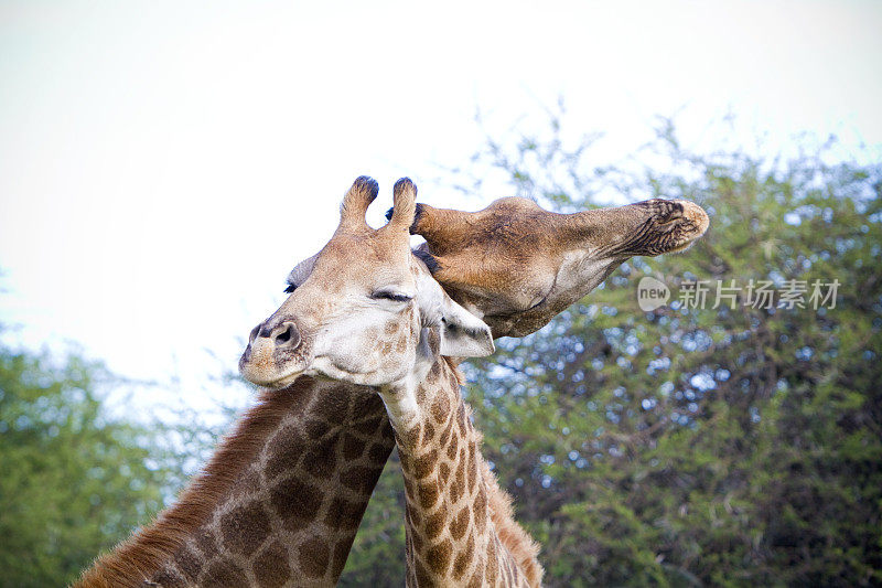两只长颈鹿在南非克鲁格公园亲密相处